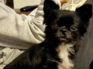 Chihuahua dogs Xx Chihuahua and pomeranian adults Xx - Advert 14