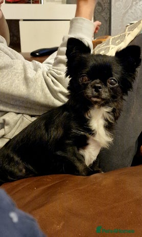 Chihuahua dogs Xx Chihuahua and pomeranian adults Xx - Advert 3