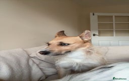 Mixed Breed dogs for sale: Honey - Image 3