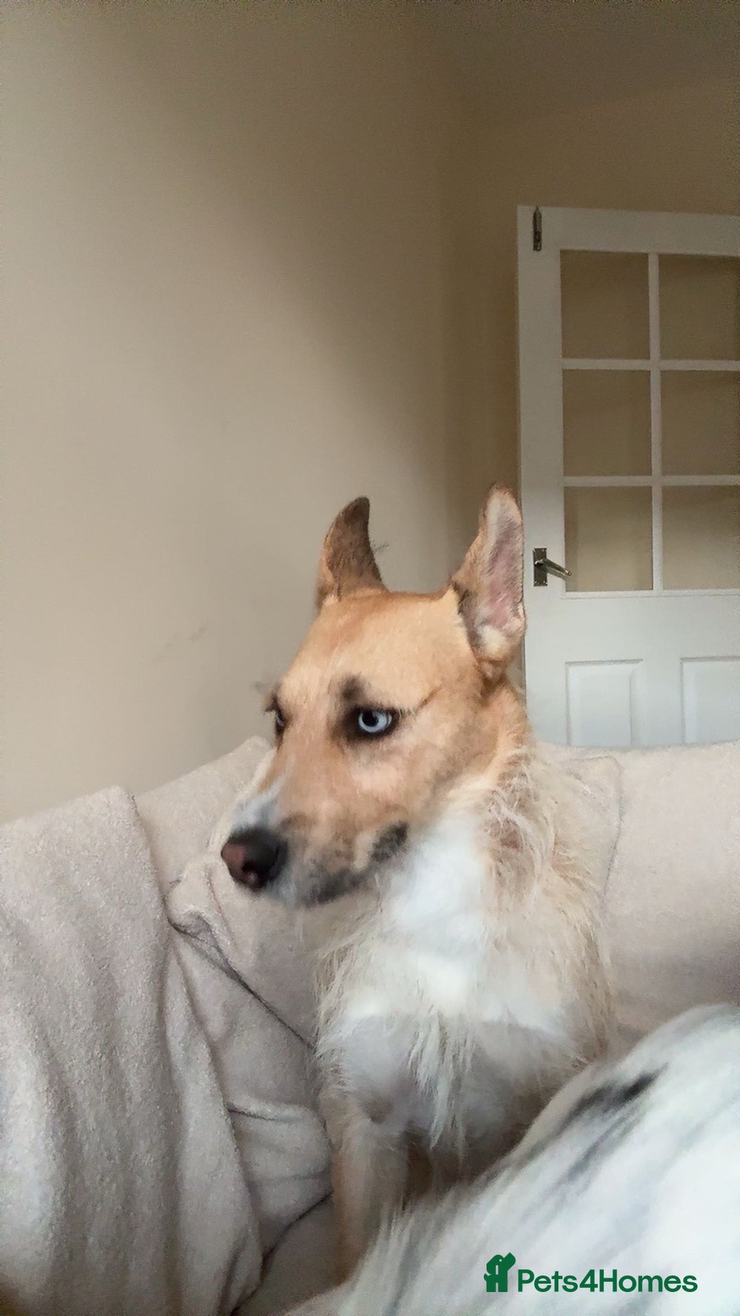 Mixed Breed dogs for sale: Honey - Image 3
