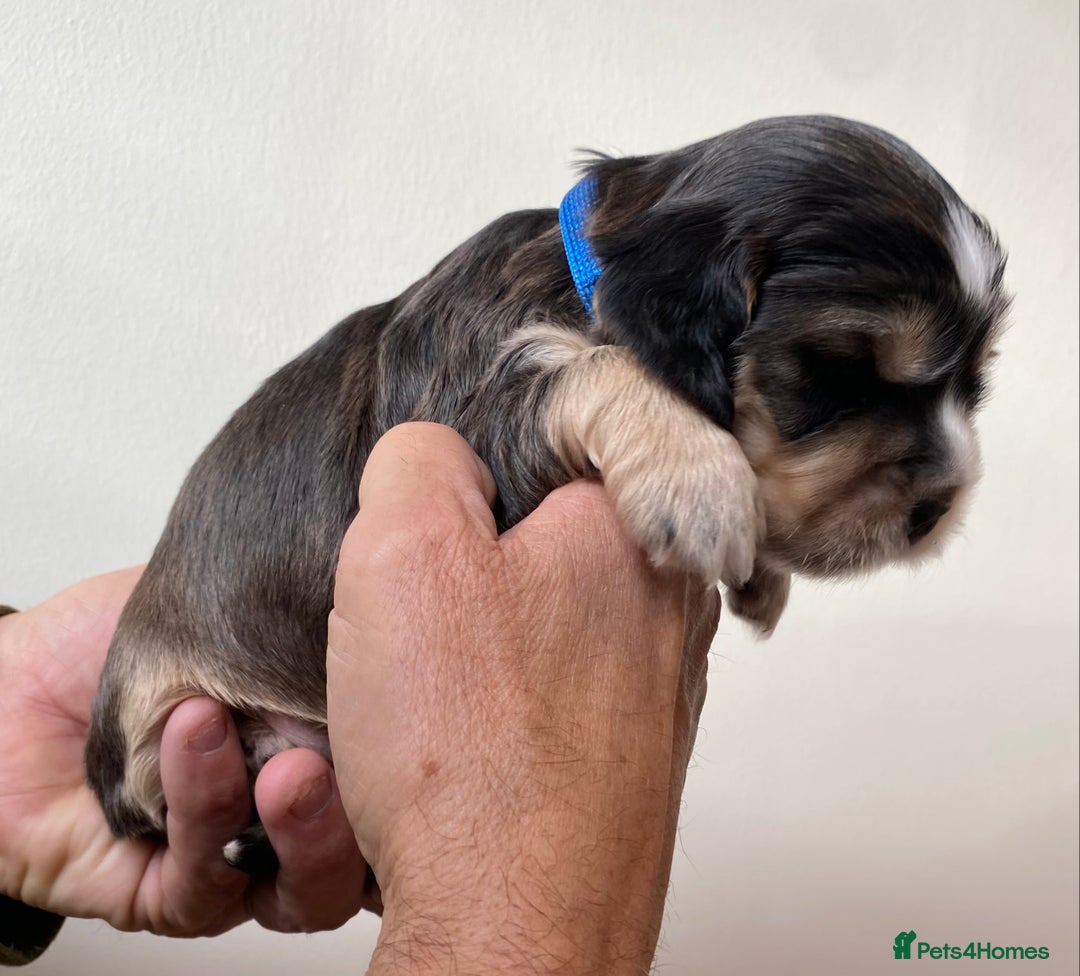 Cocker Spaniel dogs for sale: Adorable show cocker spaniels - Image 26