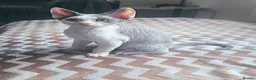 Devon Rex cats for sale: Dashing Devons - Advert 6