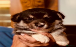 Welsh Corgi Pembroke dogs for sale: 2 Tri/KC girls from health tested parents - Image 15