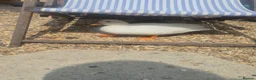Ducks poultry for sale: Beautiful pure white call drake  - Advert 1