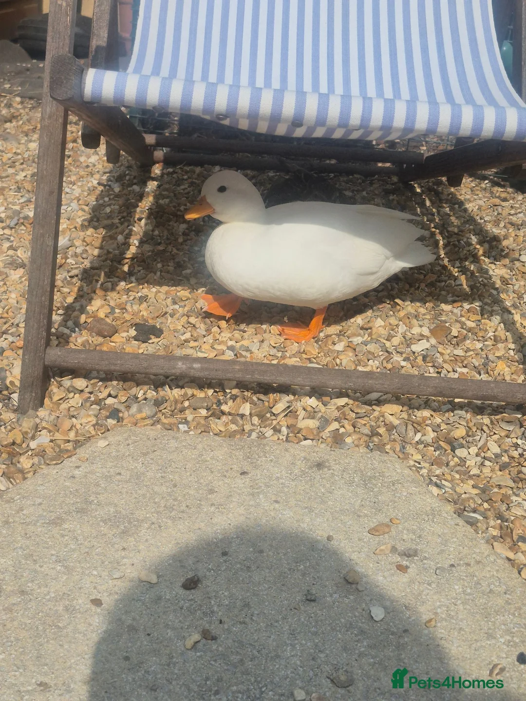 Ducks poultry for sale: Beautiful pure white call drake  - Advert 1