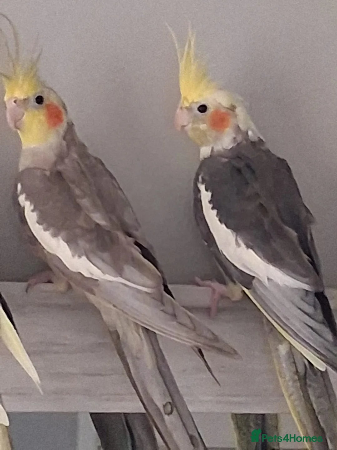 Cockatiels birds for sale: Pair of cockatiels  - Advert 1