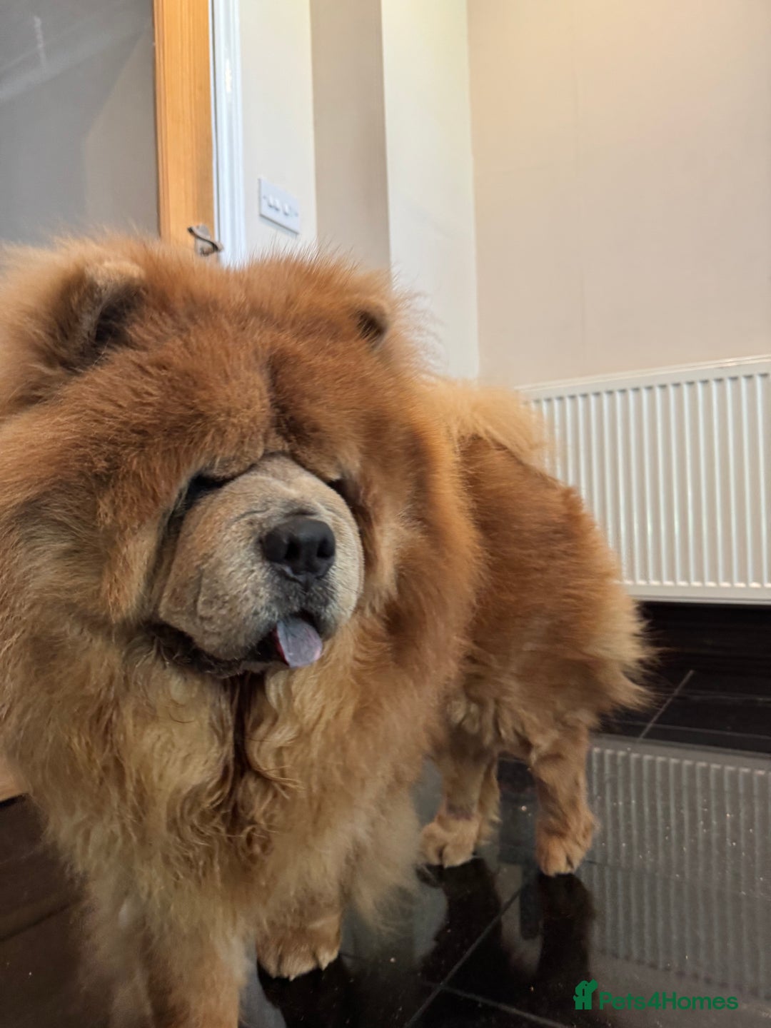 Chow Chow dogs for sale: Loving chow chow looking for a new home - Image 5