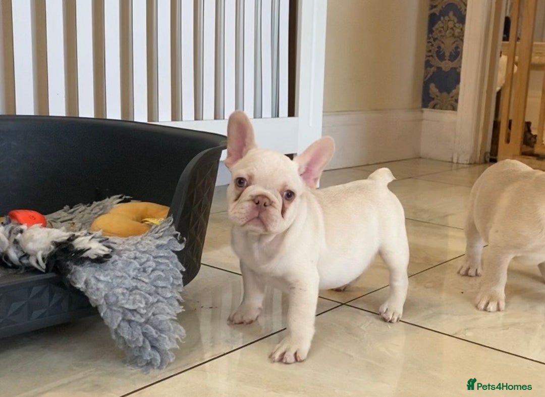 French Bulldog dogs for sale: LAST ONE NEWSHADE PLATINUM MALE - Advert 9