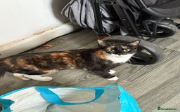 Domestic Shorthair cats for sale: 1 year old housecat - Image 2