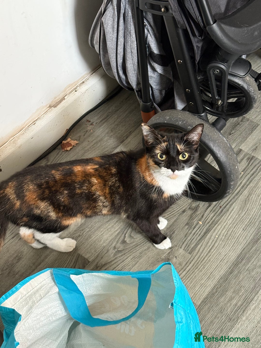 Domestic Shorthair cats for sale: 1 year old housecat - Image 2