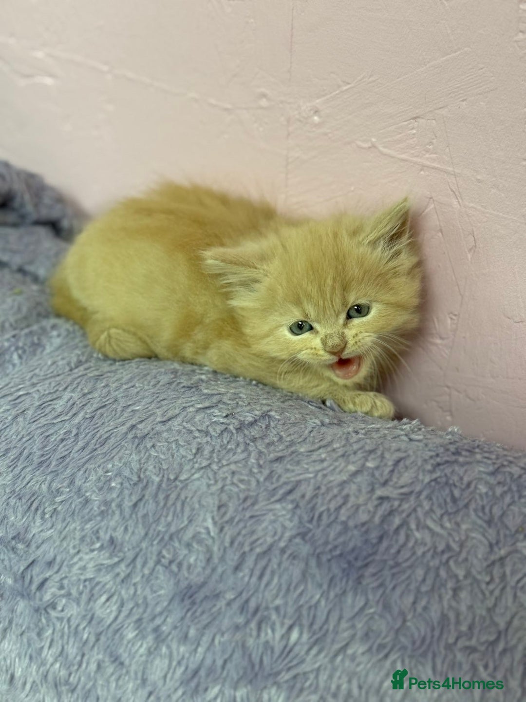 Maine Coon cats for sale: Mainecoon kittens  - Advert 3