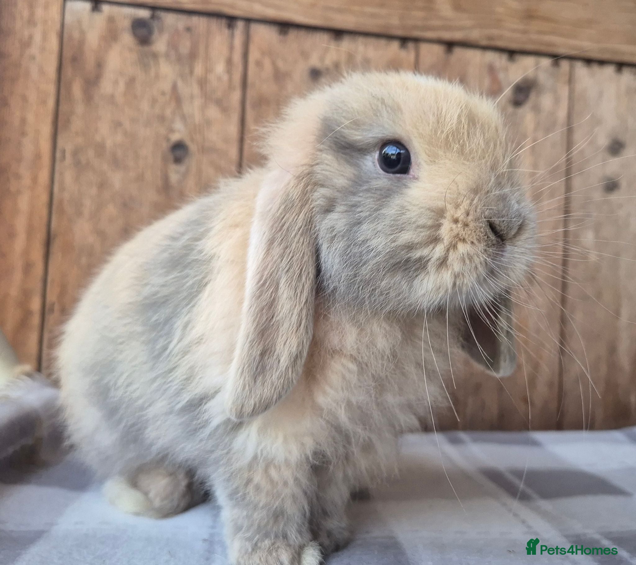 Mini Lop rabbits Mini lop babys ready now  - Advert 4