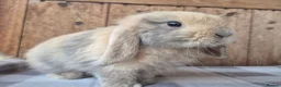 Mini Lop rabbits for sale: Mini lop babys ready now  - Advert 5
