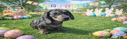 Mixed Breed dogs for sale: Absolutely Stunning Dapple Dachsador Girl - Advert 1