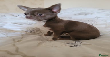 Chihuahua dogs in Dagenham - Advert 14