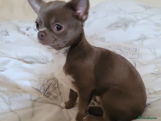 Chihuahua dogs KC lilac stud in Dagenham - Advert 17