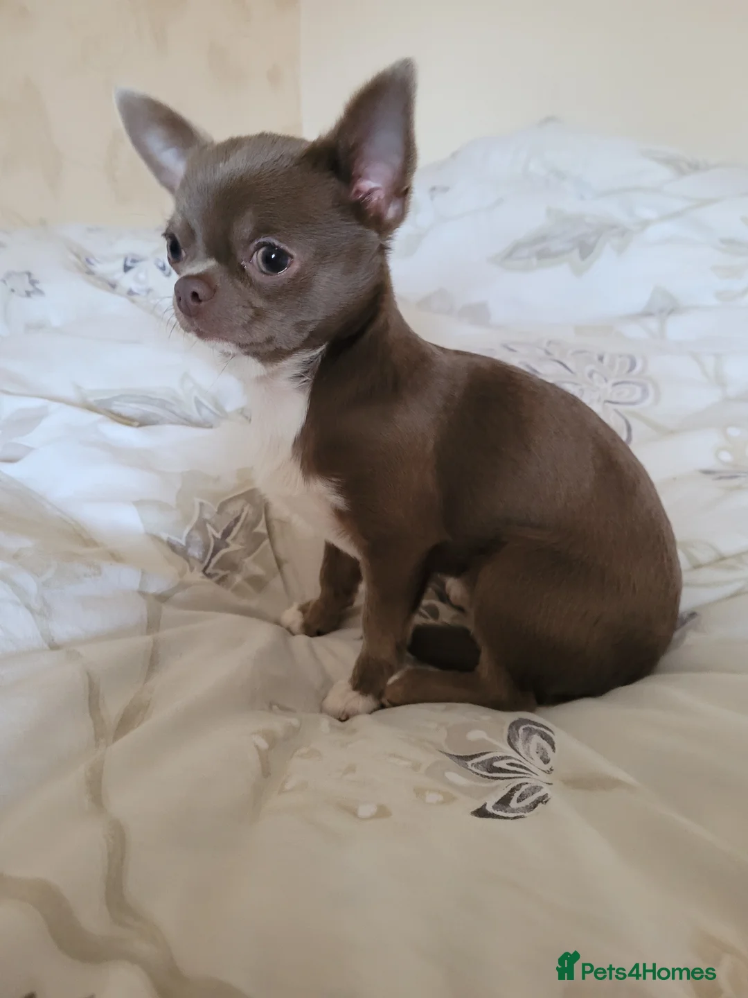 Chihuahua dogs for stud: KC lilac stud in Dagenham - Advert 1