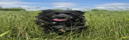 Mixed Breed dogs for adoption: Winston needs a new home  in Dinas Powys - Advert 5