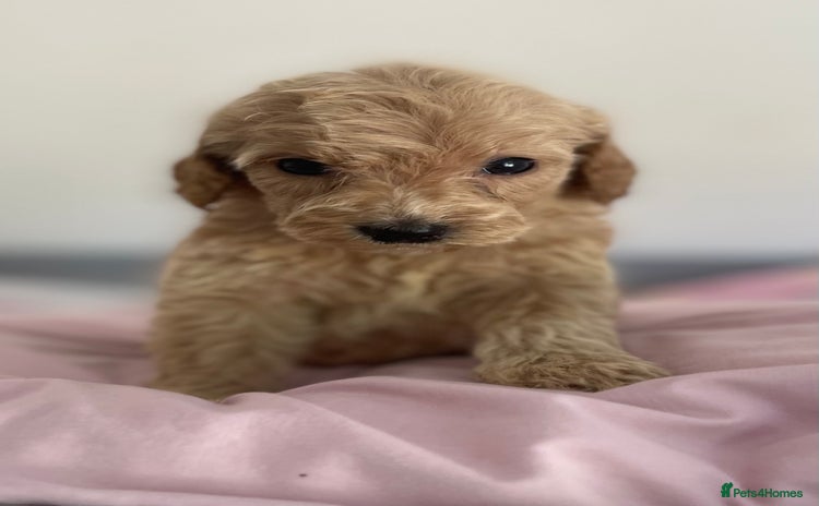 Cockapoo dogs - Advert 2