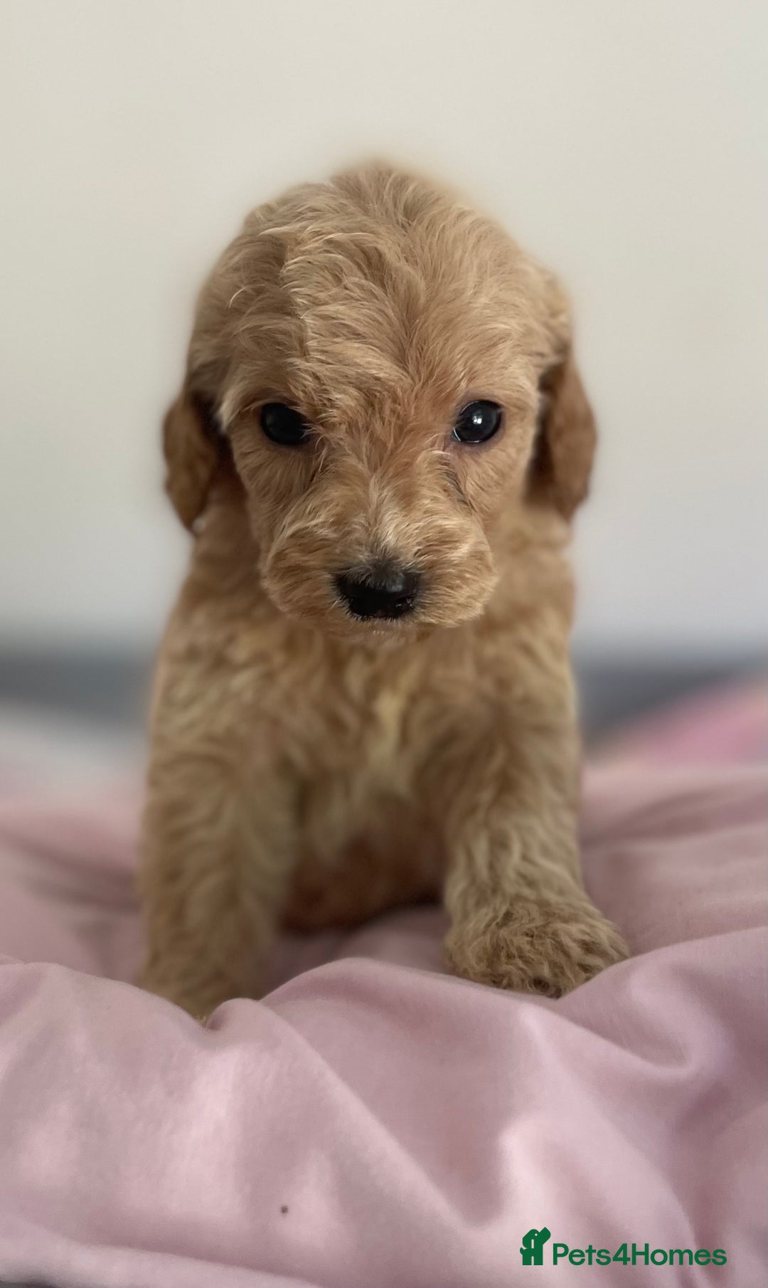 Cockapoo dogs for sale: Cockapoo puppies  - Image 18
