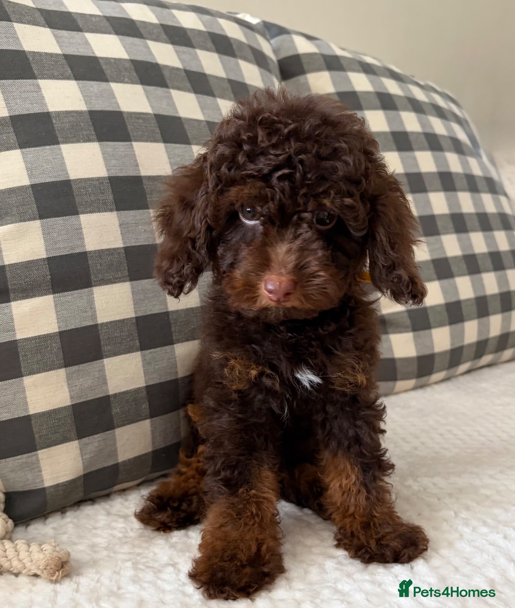 Toy Poodle dogs  Toy poodle puppies chocolate phantom boy - Advert 1