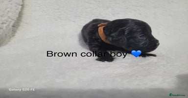 Cavapoo dogs - Advert 14