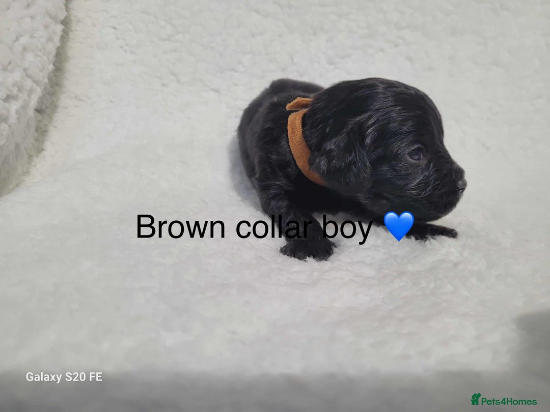 Cavapoo dogs for sale: Stunning litter of cavapoos - Image 3