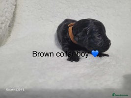 Cavapoo dogs - Advert 12