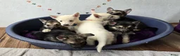 German Shepherd dogs for sale: White, black and sable german shepherd pups - Advert 6