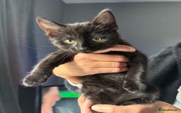 Mixed Breed cats for sale: 2 kittens for sale - Image 1