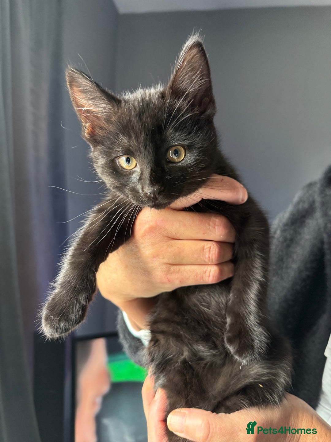Mixed Breed cats for sale: 2 kittens for sale - Image 1