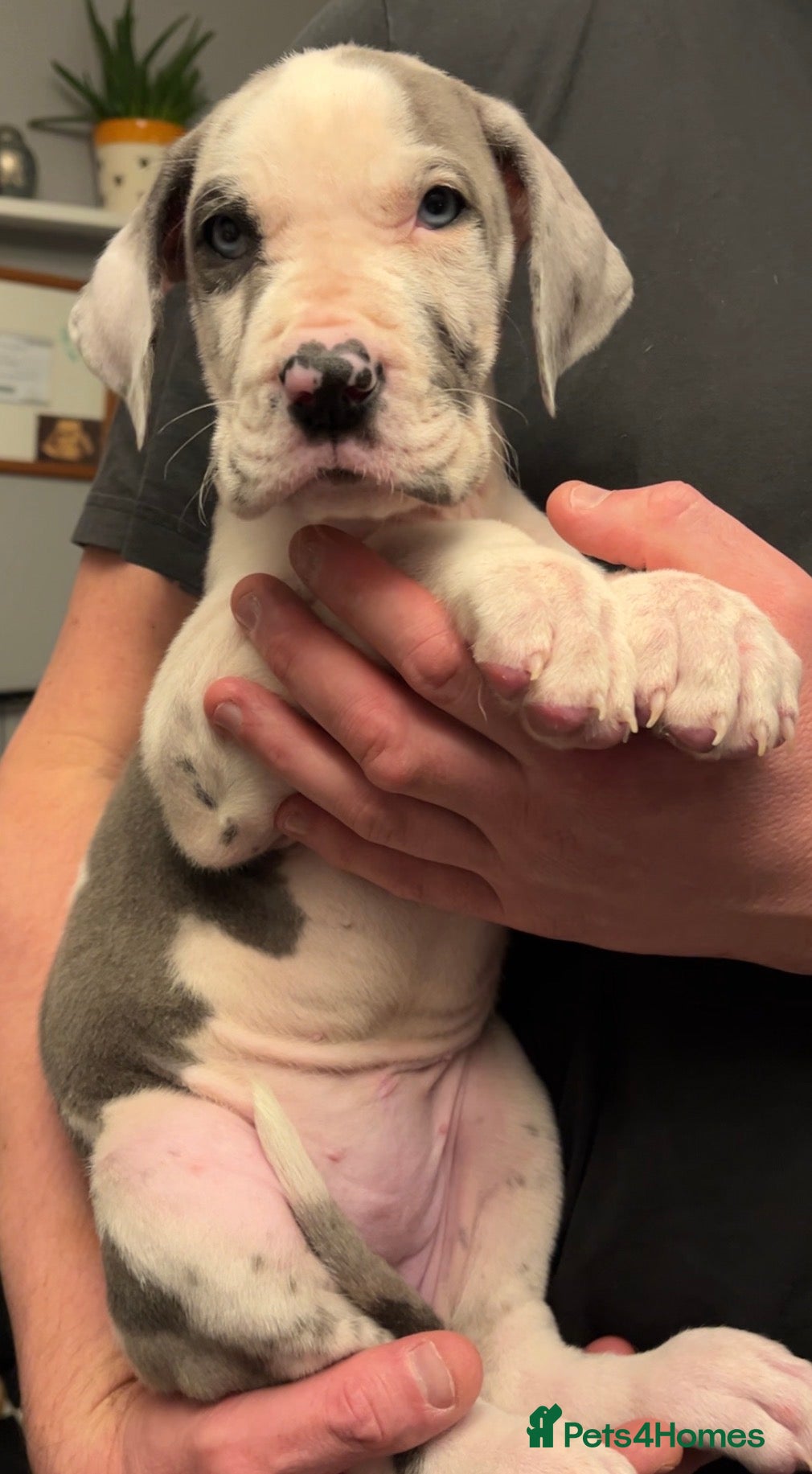 Great Dane dogs Kc reg health tested Great Dane pups - Advert 4