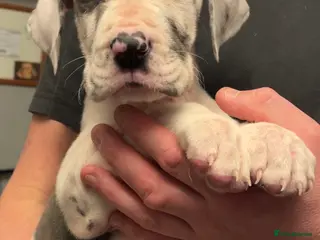 Great Dane dogs Kc reg health tested Great Dane pups - Advert 4