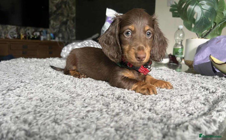 Miniature Dachshund dogs - Advert 1