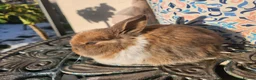 Lionhead rabbits for sale: CUTE BLUE EYES BABY Lionheads double mane. B - Advert 9