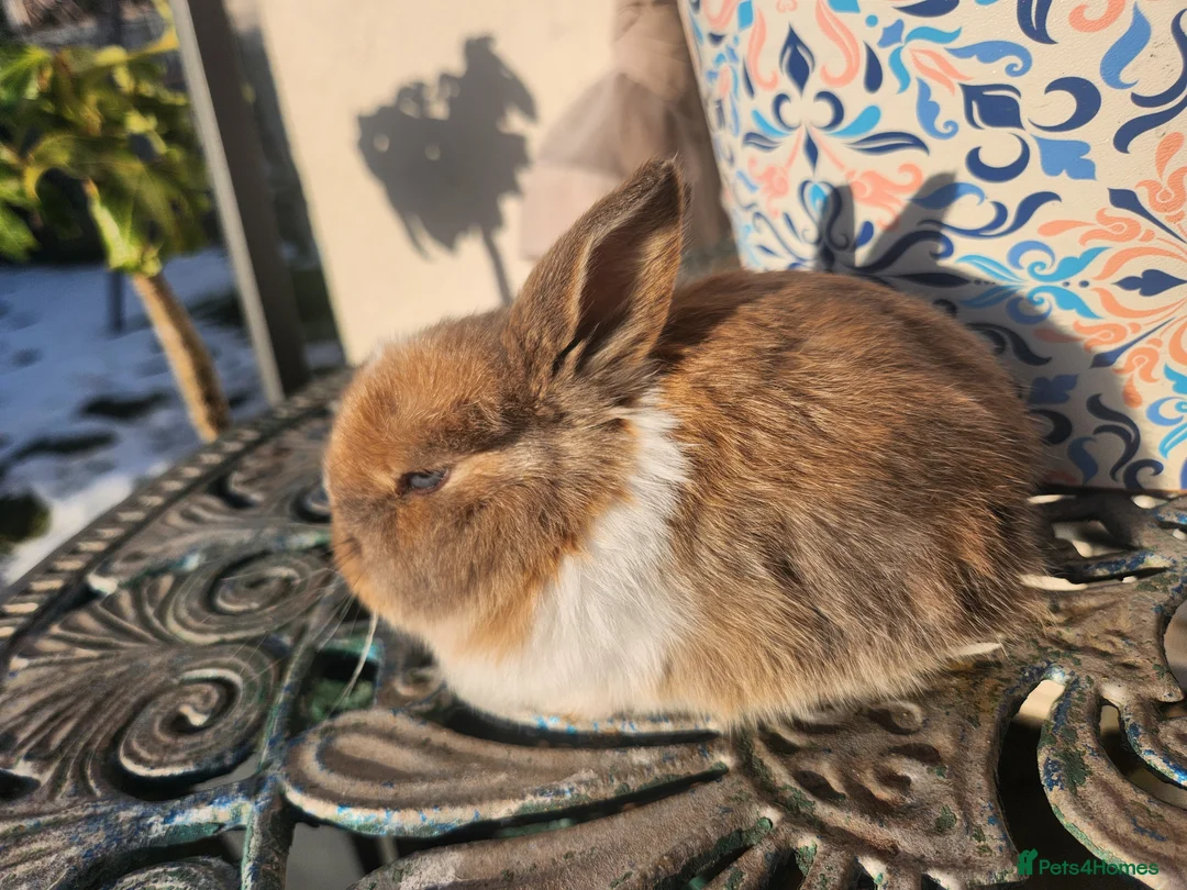 Lionhead rabbits for sale: CUTE BLUE EYES BABY Lionheads double mane. B - Advert 9