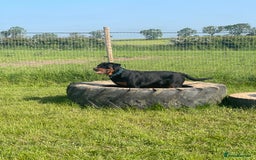 Rottweiler dogs for sale: 3 Year old Rottweiler for sale  - Image 5