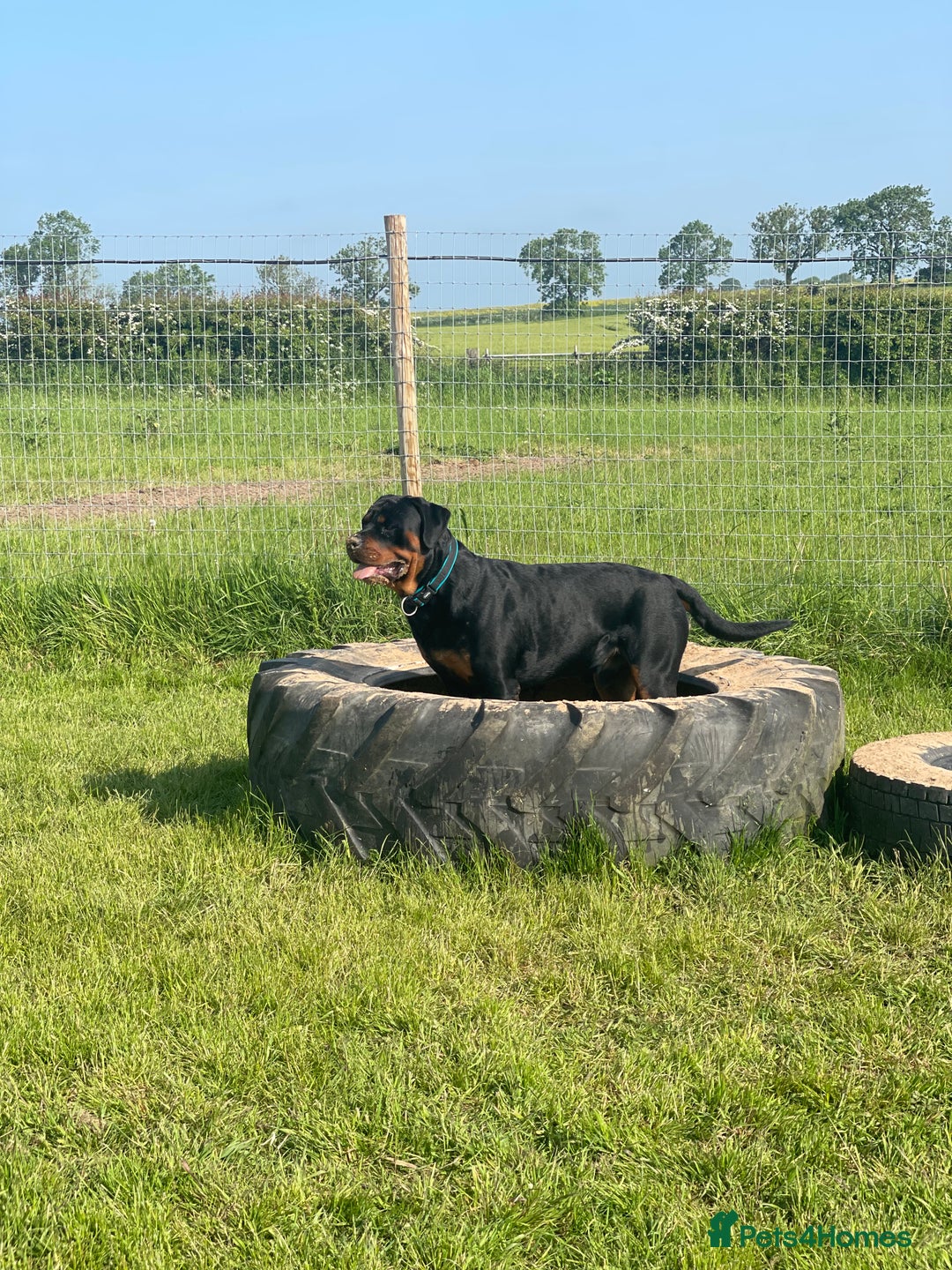 Rottweiler dogs for sale: 3 Year old Rottweiler for sale  - Image 5