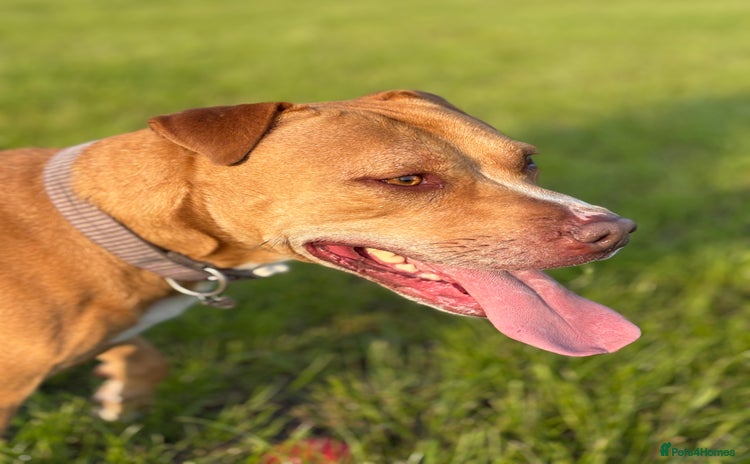 Mixed Breed dogs - Advert 1