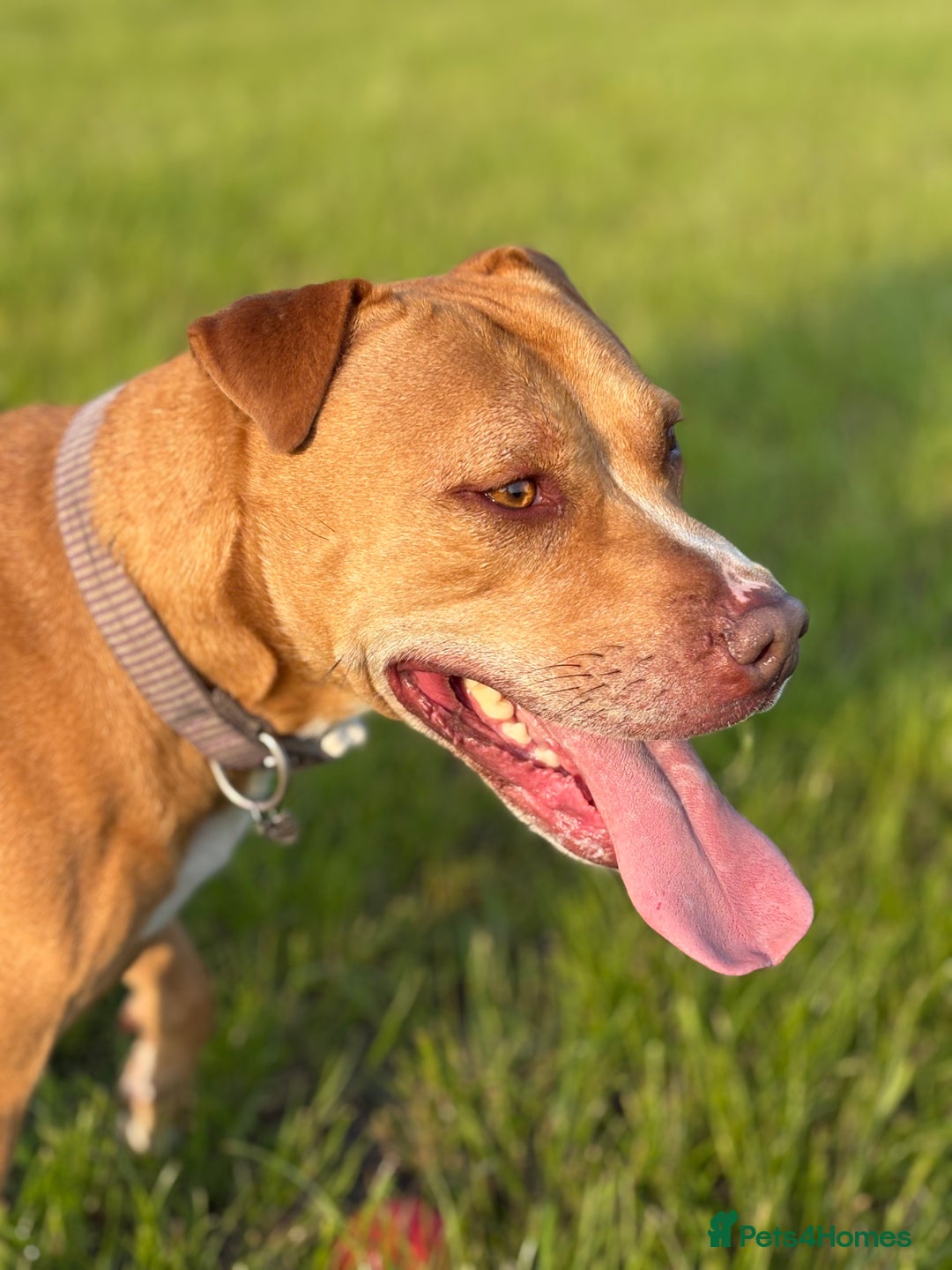 Mixed Breed dogs for sale: 3 yr old staff x bitch  - Image 1