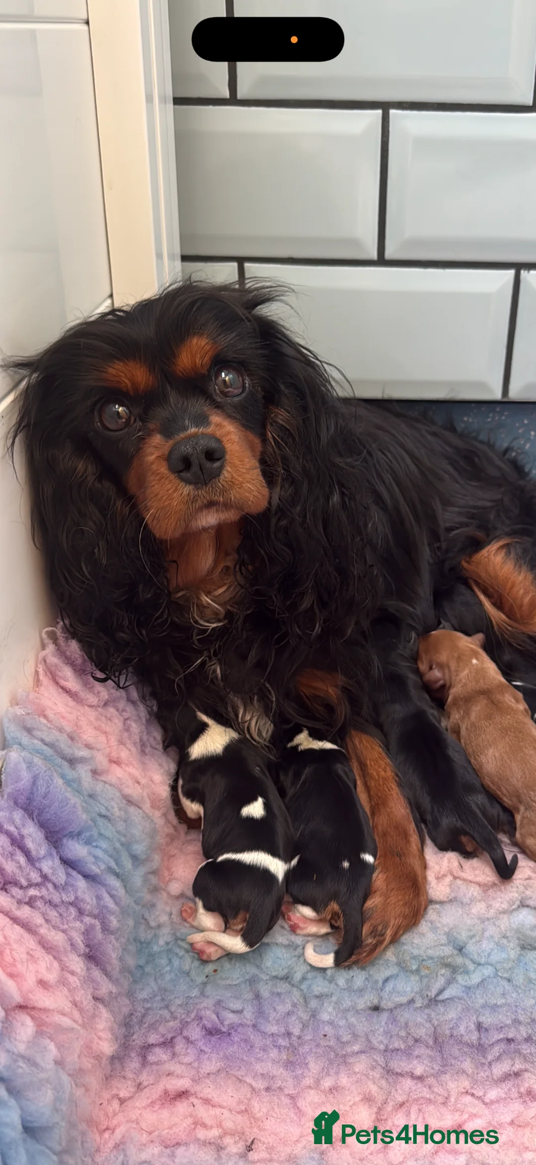 Cavalier King Charles Spaniel dogs for sale: Extensively Health Tested Cavilier King Charles  - Advert 1