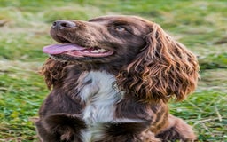 Cocker Spaniel dogs for stud: Champion Bred KC Cocker Spaniel & ALL Health Tests in Cranbrook - Image 10