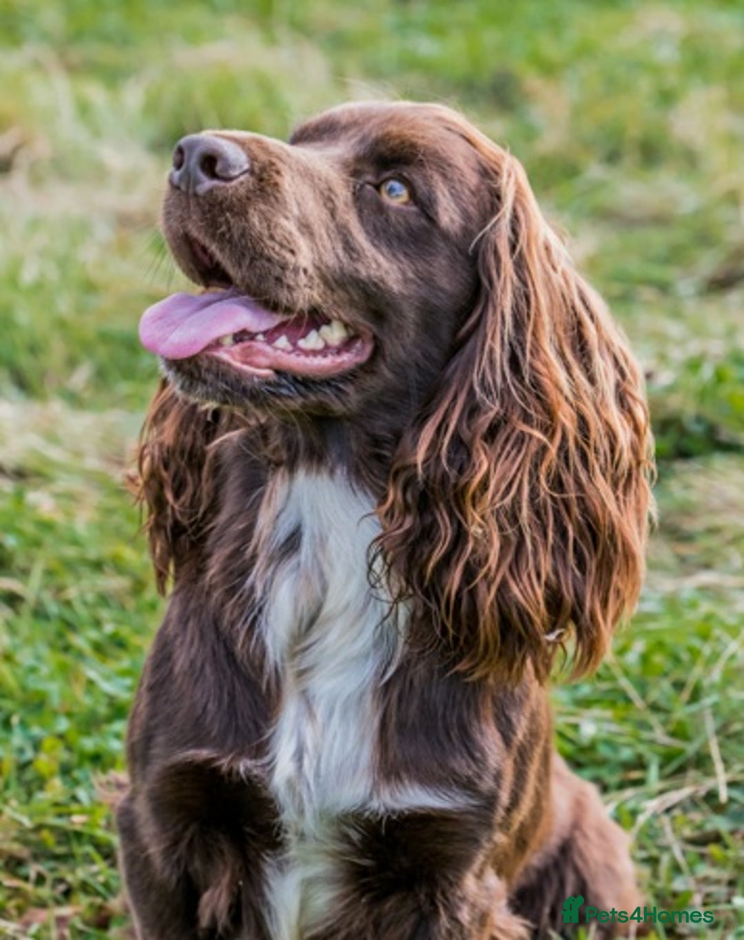 Cocker Spaniel dogs for stud: Champion Bred KC Cocker Spaniel & ALL Health Tests in Cranbrook - Image 10