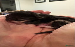 Maine Coon cats for sale: Maine Coon cuties - Advert 10