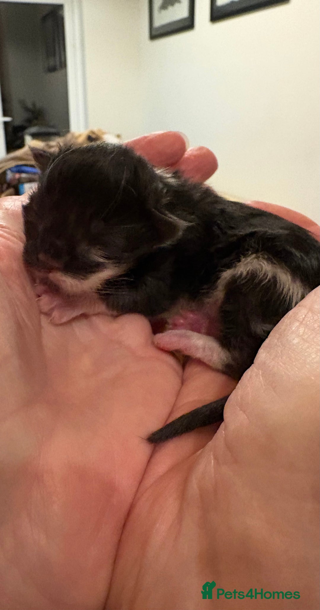 Maine Coon cats for sale: Maine Coon cuties - Advert 10