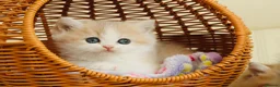 British Shorthair cats for sale: TOP Quality, Rare colors BSH kittens  - Advert 11