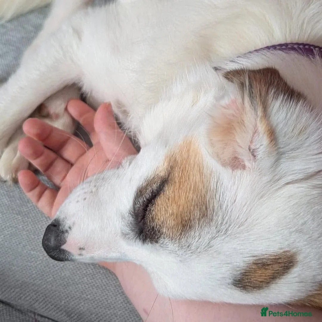 Mixed Breed dogs for adoption: 🐾 Meet Patchy 🐾 in Glasgow - Advert 3