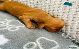 Cocker Spaniel dogs for sale: Red Cocker Spaniel Puppies - Image 18