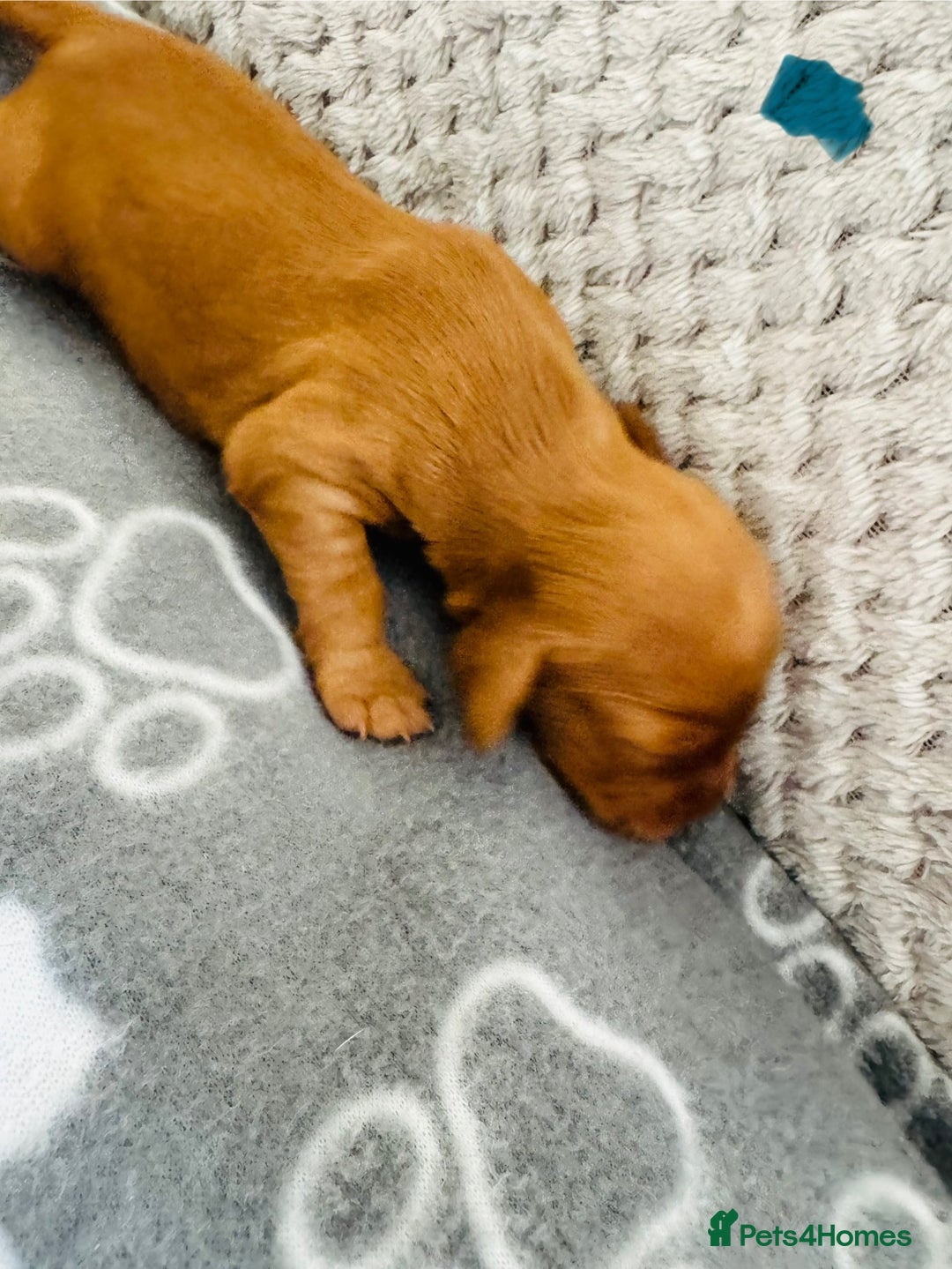 Cocker Spaniel dogs for sale: Red Cocker Spaniel Puppies - Image 18