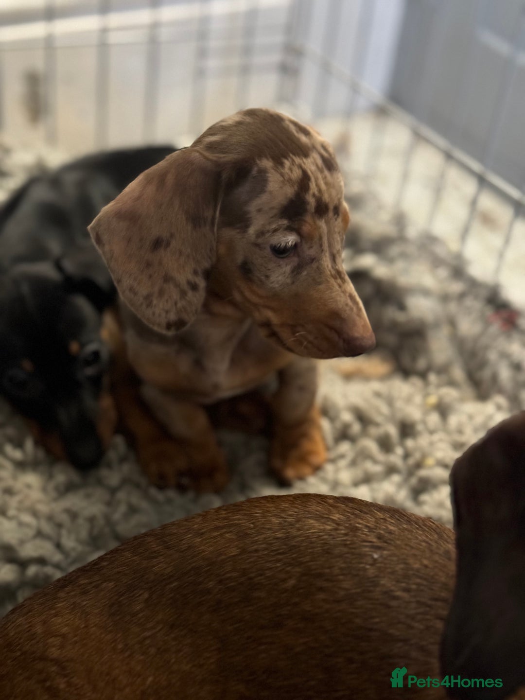 Miniature Dachshund dogs for sale: Mini dachshund’s beautiful, girls and boys  - Advert 9